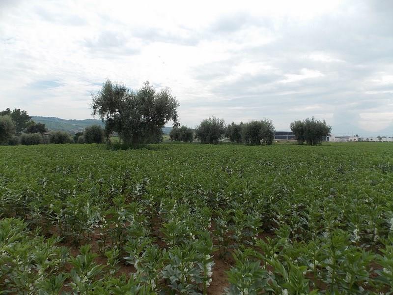 Vendesi terreno edificabile a Corropoli (TE)