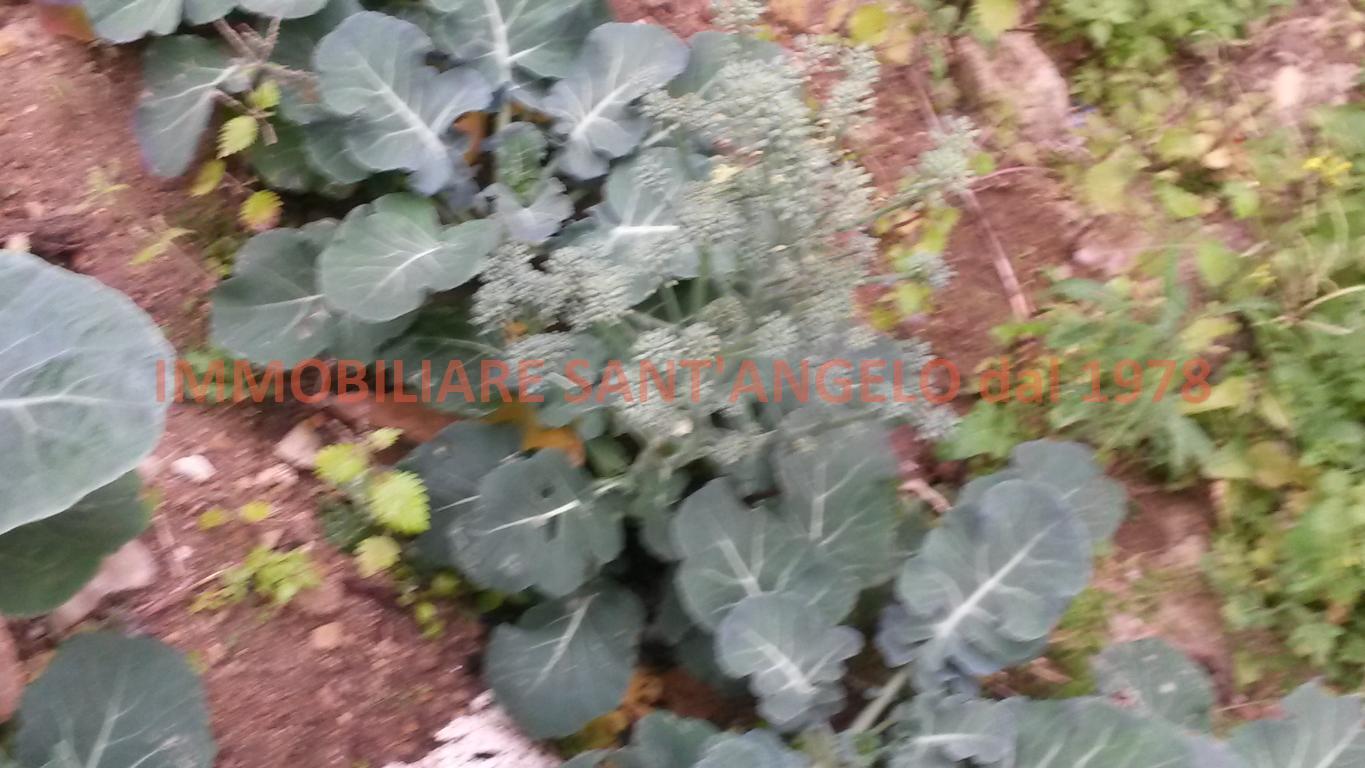 Villa Unifamiliare - Indipendente AGRIGENTO vendita   Via San Francesco CANTAVENERA ROSARIO
