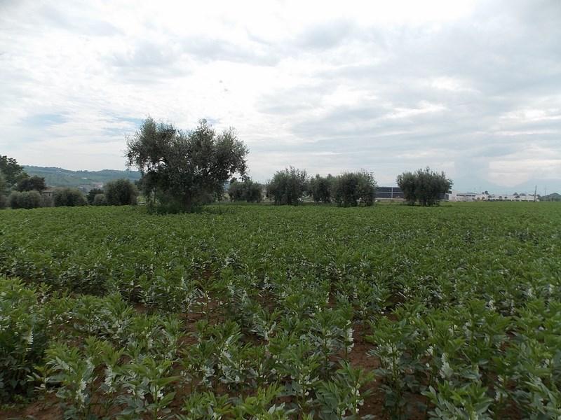 Vendesi terreno edificabile a Corropoli (TE)