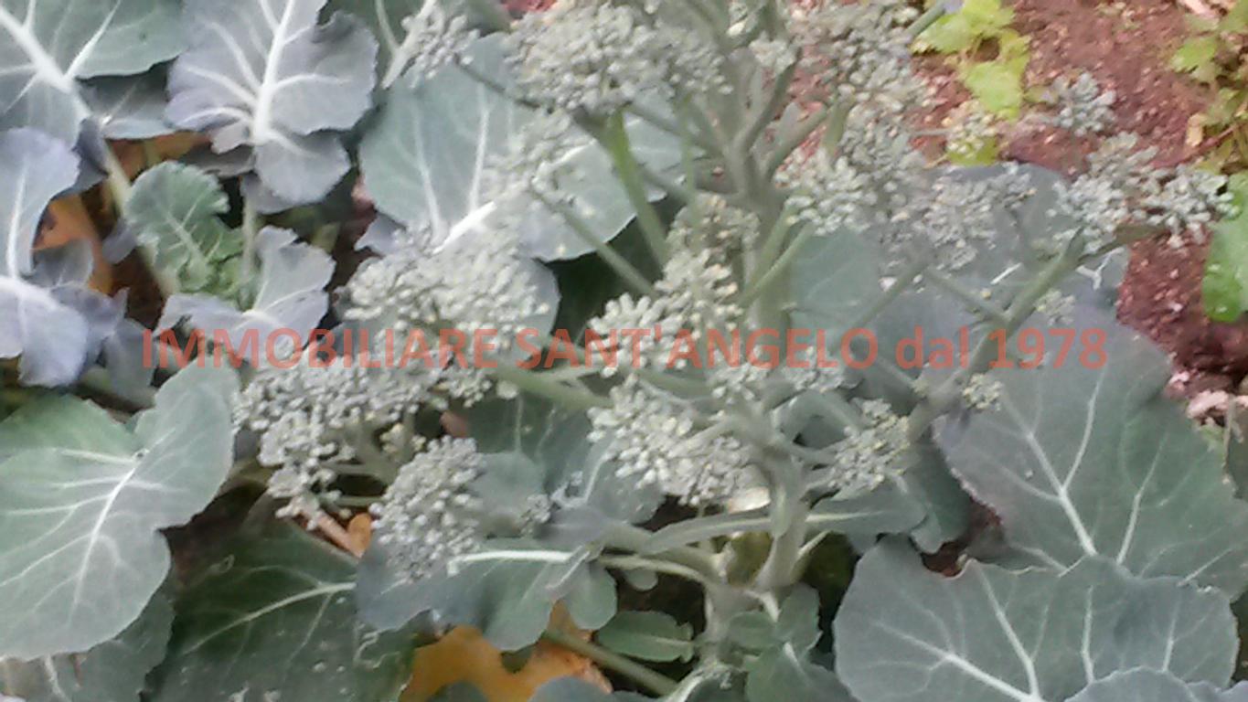 Villa Unifamiliare - Indipendente AGRIGENTO vendita   Via San Francesco CANTAVENERA ROSARIO