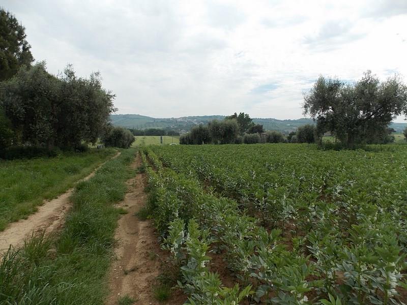 Vendesi terreno edificabile a Corropoli (TE)