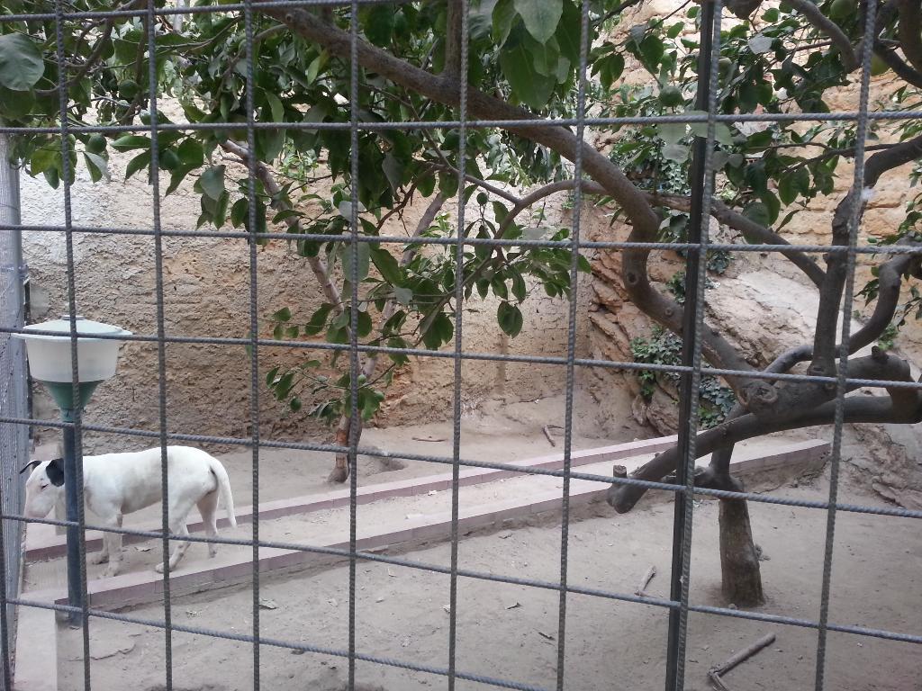 Villa Unifamiliare - Indipendente AGRIGENTO vendita   Via Santo Spirito 13-15-17-19 CANTAVENERA ROSARIO